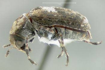 Media type: image;   Entomology 613507 Aspect: habitus lateral view